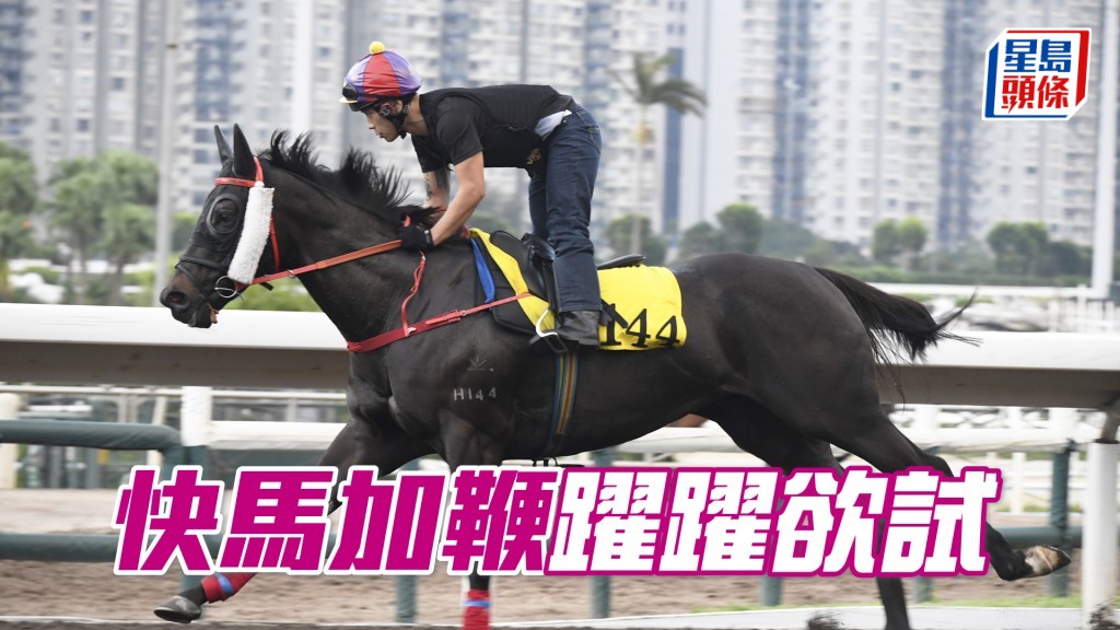 「快马加鞭」火气旺盛神态生猛，马身极壮又够薄皮。