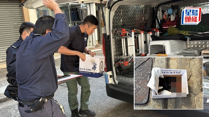 受傷小貓由愛協人員帶走搶救。梁國峰攝