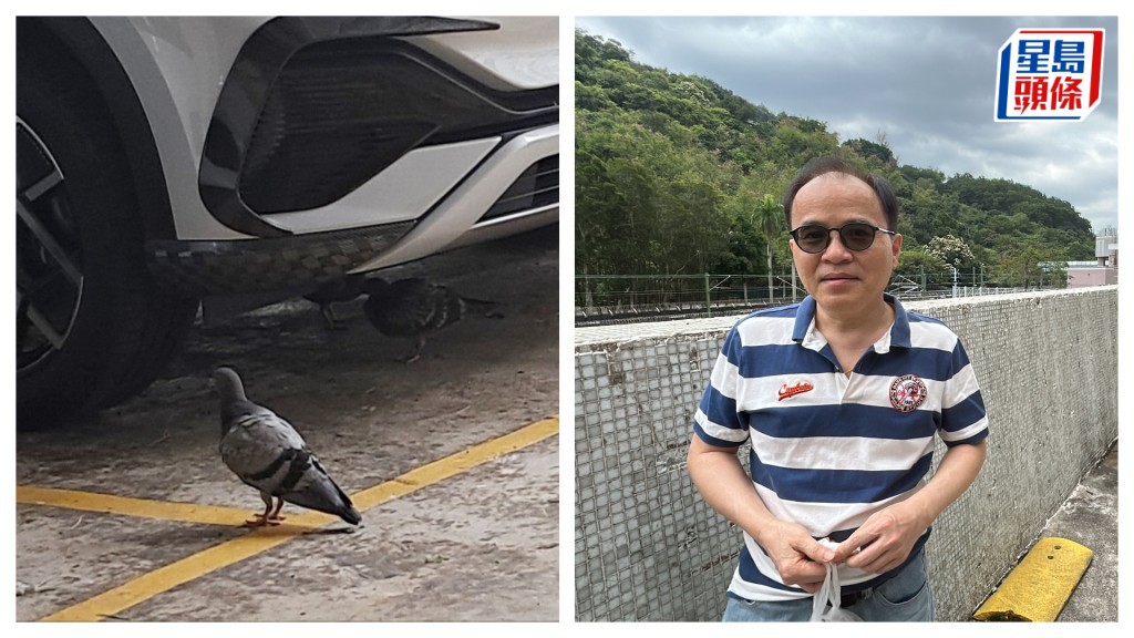 案發停車場不時有鴿子出沒，但街坊鄧先生不覺受滋擾。林思明攝
