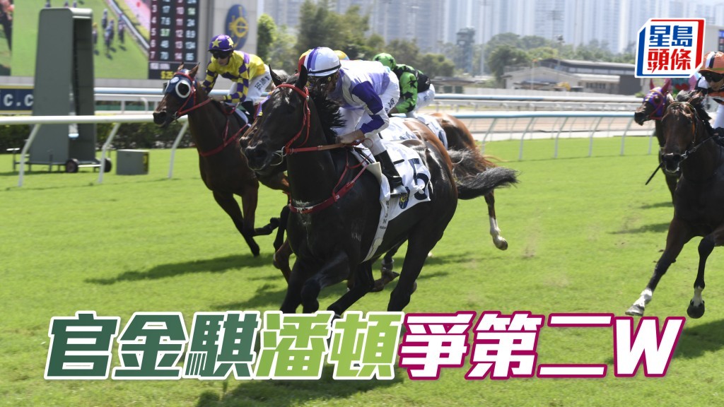  周三谷草賽事，文廄的「官金騏」報爭第四班千二米，有力爭取在港第二場頭馬。