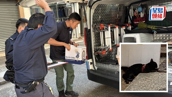 受傷小貓由愛協人員帶走搶救。梁國峰攝