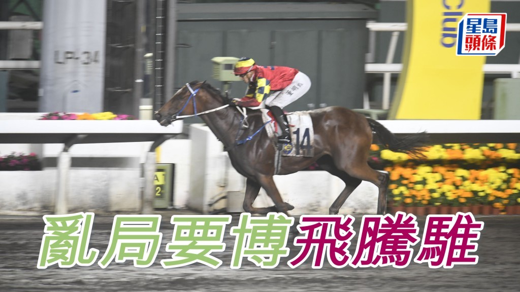 「飛騰騅」(圖) 今仗吼泥地中距離才再戰，同場對手雖多，但大部分已對戰過，應毋懼任何一匹。因有足夠快馬，若步速快，將對有氣量的牠更有利。