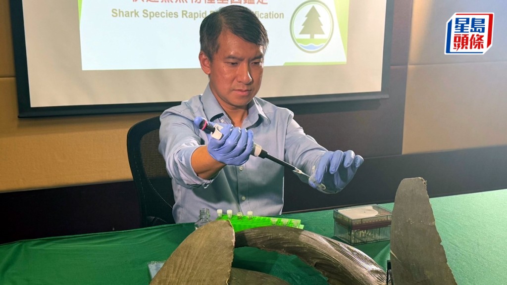 何景欣示範用「快速鯊魚物種基因鑑定技術」辨認鯊魚物種，最快兩小時可取得結果。何姵妤攝