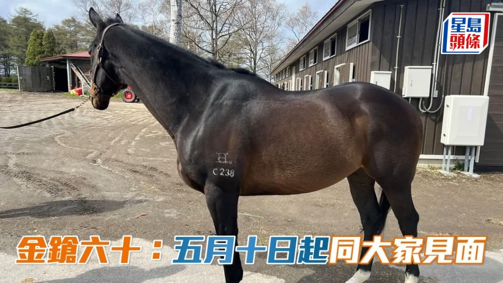 現時身處日本北海道北方牧場的前馬王「金鎗六十」(圖),將於本月十日正式公開給公眾探訪。
