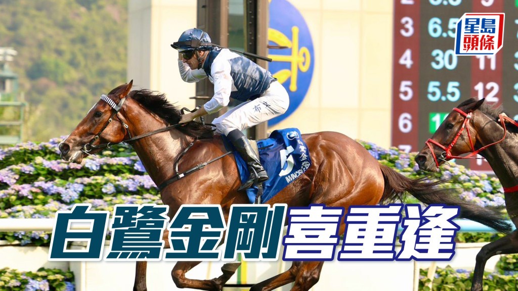 「白鷺金剛」來港初期是由霍宏聲主理，可惜連跑三場都僅得位置。