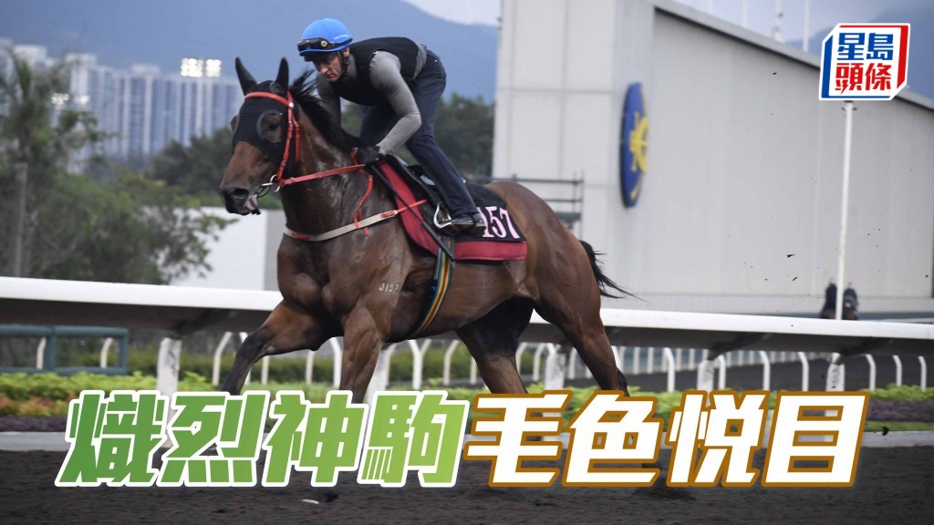 内圈捕影│ 「炽烈神驹」毛色悦目