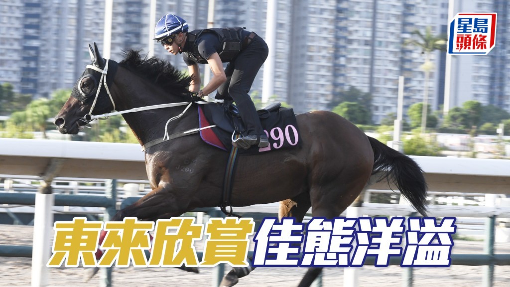 「東來欣賞」精神奕奕目光炯炯有神。