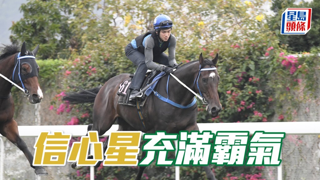 「信心星」雙耳烔烔目光銳利，長期呈勇現鋒芒。