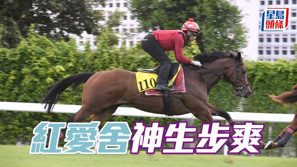 「紅愛舍」雙耳烔烔目光銳利，觀感不遜贏馬時候。