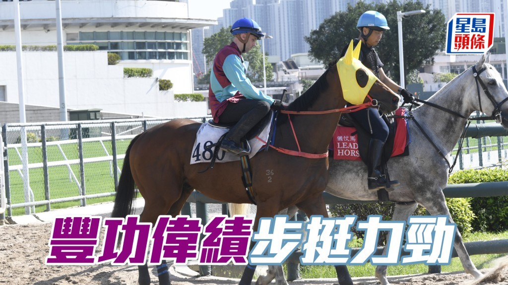 「豐功偉績」馬身壯碩唔瘦，毛色好睇有光澤。