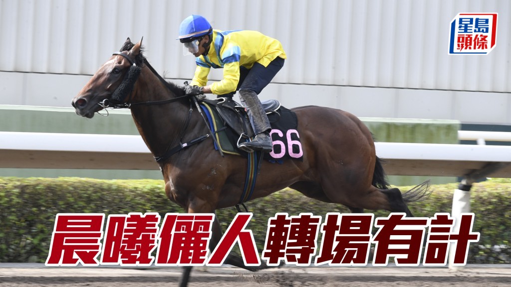 「晨曦俪人」今次首次在谷草作赛，有望在最后直路一攻而破。