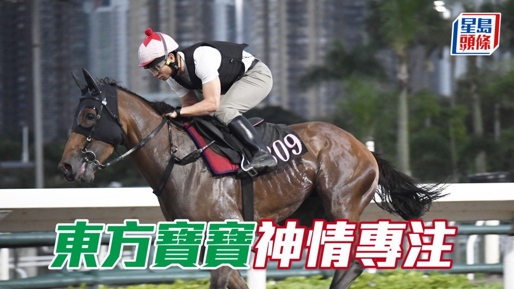 「東方寶寶」馬身做得靚，夠實淨毛色悅目。
