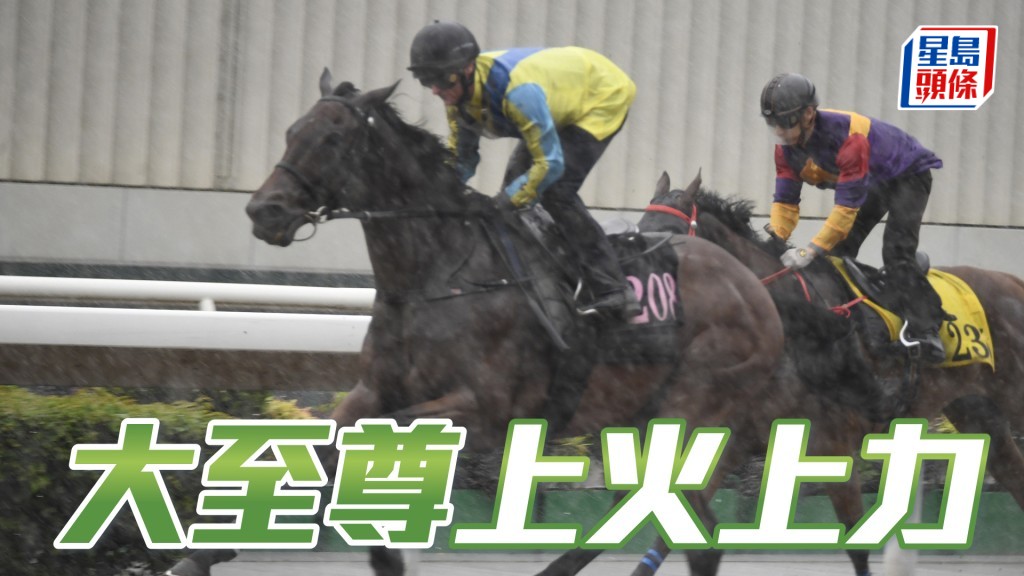 「大至尊」馬身收得結實有線條美，毛色呈現光澤，上火上力。