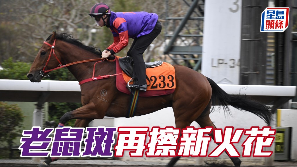 獨家猛料│沈集成為黃永光炮製「老鼠斑」