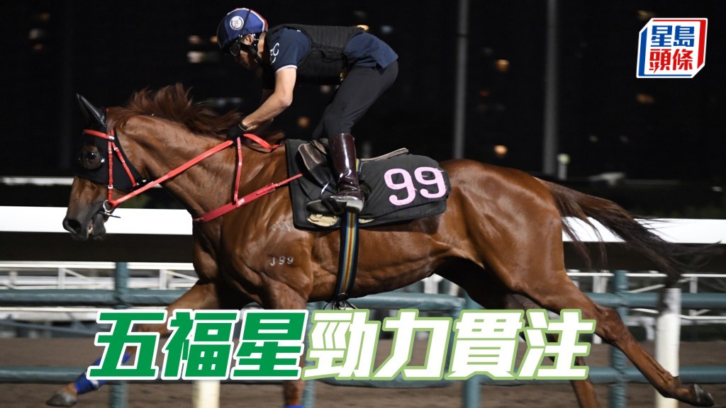「五福星」馬身收得結實現線條美，展現朝氣，狀態在上佳水準。