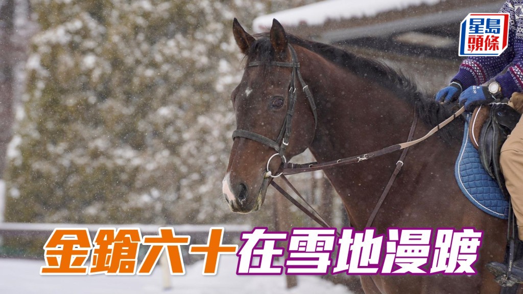 「金鎗六十」在雪地上慢步十分鐘,輕舒步頭。