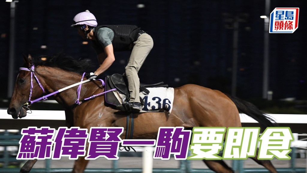 今朝潘頓無出現,「駿馬之曲」(圖) 試跑重任交由得力助手主理,蘇偉賢不敢怠慢,得悉此馬落了隧道,立即走去跑道口等候。