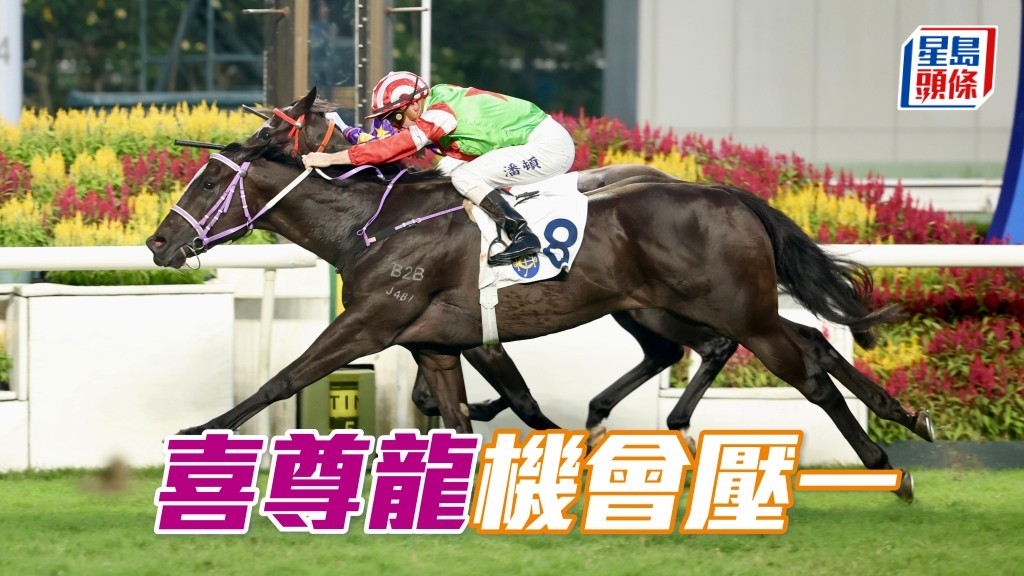 「喜尊龍」是707高水準組別頭馬，今仗爭勝機會壓一。