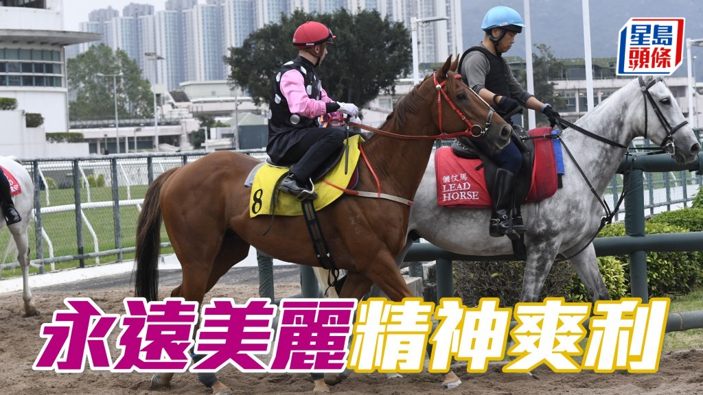「永遠美麗」近日試來精神爽利，步順輕快有彈力，馬身一直做得好靚，最重要老馬有番啖火。