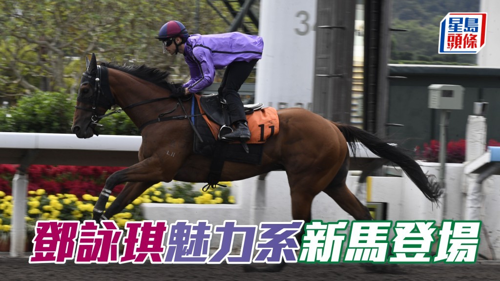 周日沙田赛事，邓咏琪个人名下的「魅力知愿」(图) 将在港初出，或可为邓咏琪带来惊喜。