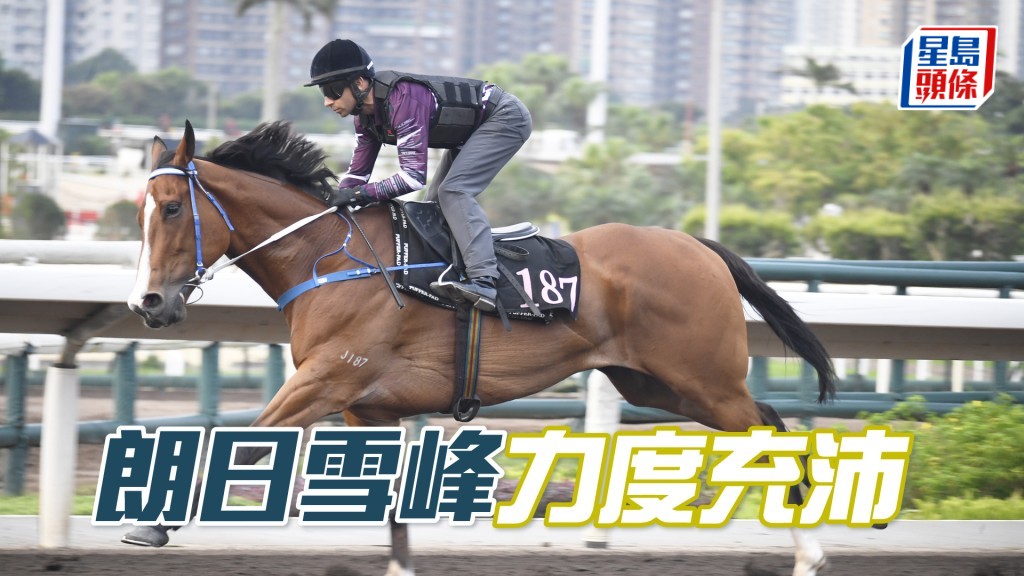 「朗日雪峰」马身仍壮毛色润泽，态勇誉满栏边。