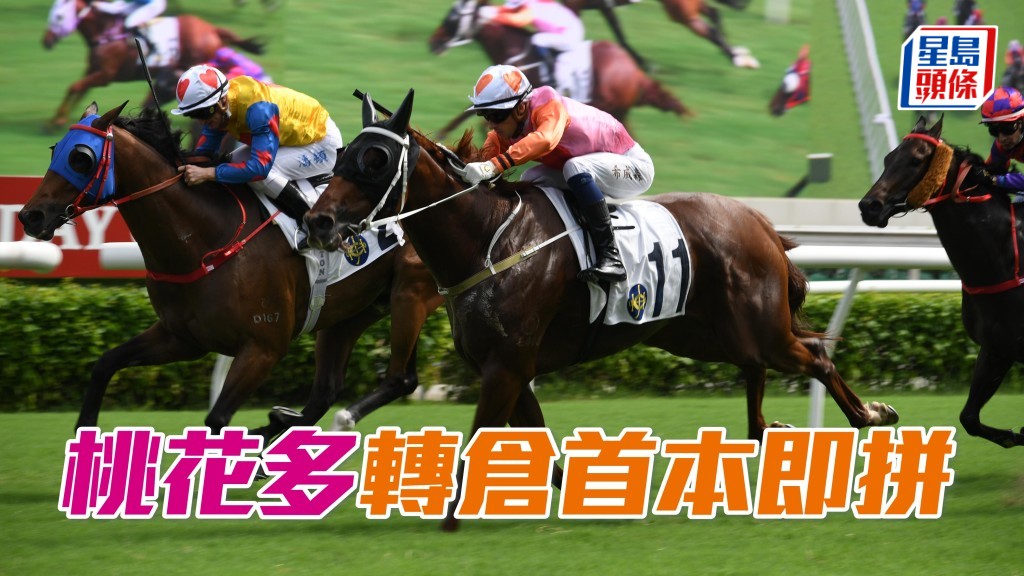 「桃花多」今場轉入鄭廄初出，轉換環境即出戰贏馬路程。