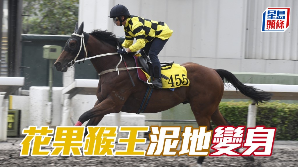 「花果猴王」(图) 如今重返赢马路程，泥地千二米只负中磅，提防变身。
