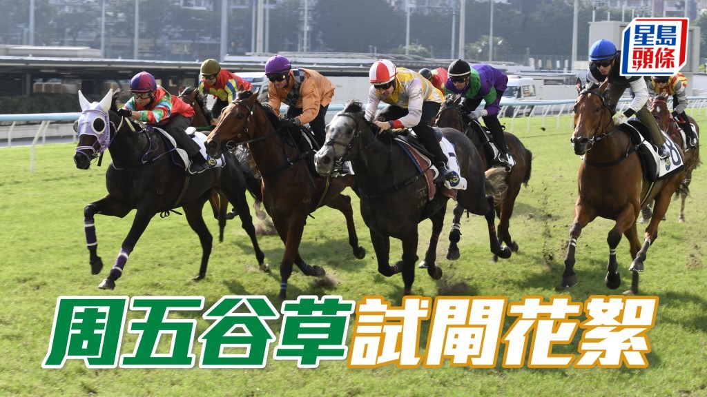 周五谷草試閘熱鬧 馬主騎練頻密斟