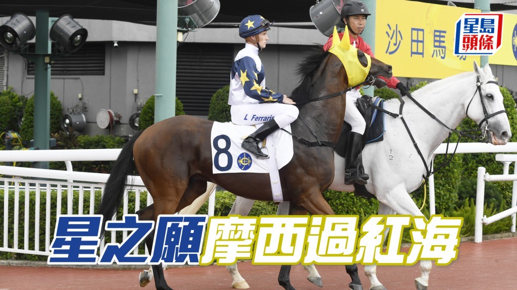 「星之愿」今仗预计有快步速，有权靠一条直路冲上杀晒。