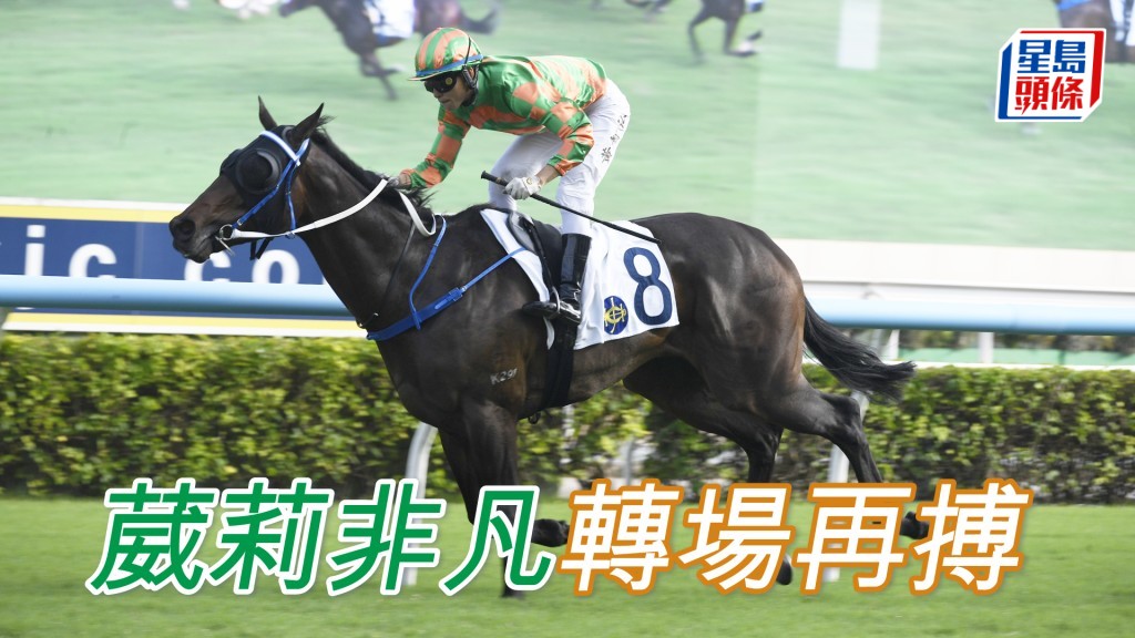 「葳莉非凡」在沙田勝後轉戰谷草，擺明要打疊交代。