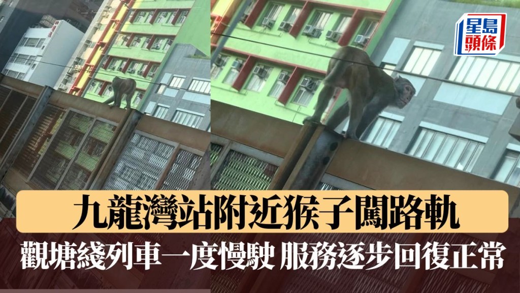 九龍灣站附近猴子闖路軌 觀塘綫列車一度慢駛 港鐵：服務逐步回復正常