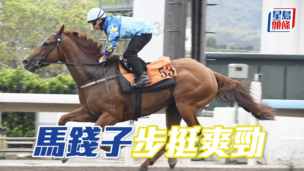 「馬錢子」大馬愈見輕身，保持上佳進度。