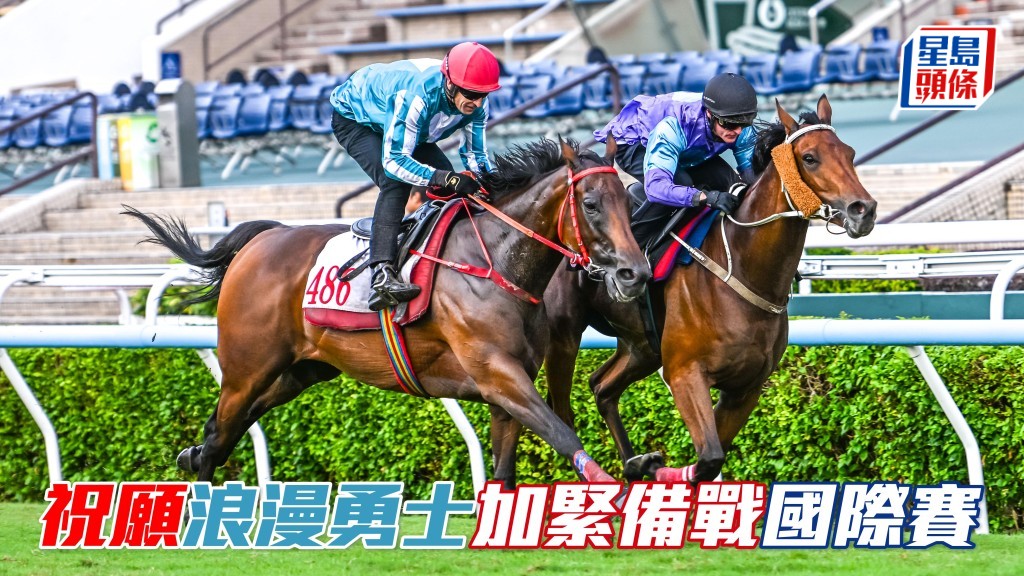 「祝願」及「浪漫勇士」(圖) 加緊備戰浪琴香港國際賽事。