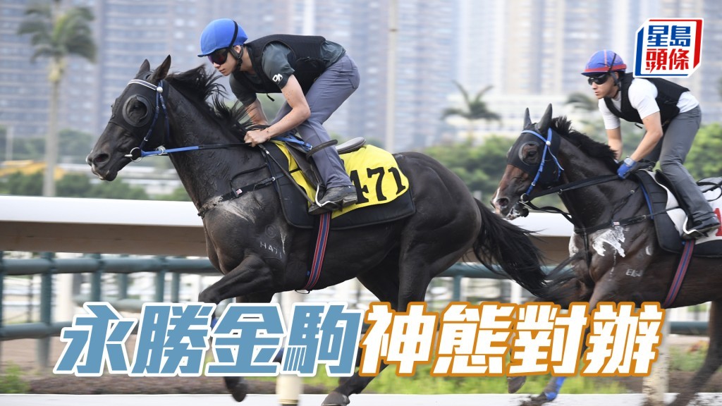 「永勝金駒」神態對辦，具備爭勝水準。