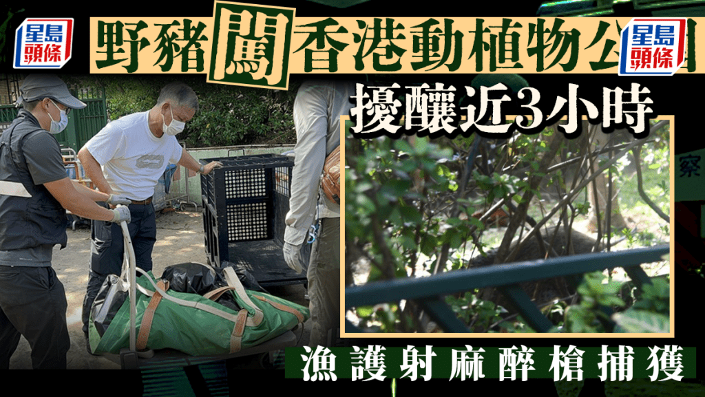 野豬闖香港動植物公園 警方漁護施麻醉槍捕獲