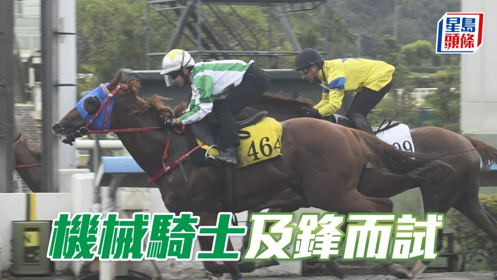 「機械騎士」步姿爽朗彈力亦足，毛色油潤好悅目。