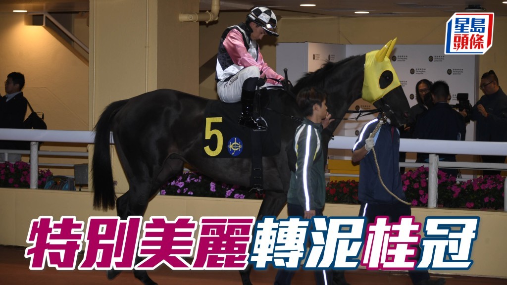 本周日沙田賽事，桂福特將派遣五駒上陣，他昨晨收操返回馬房時透露，對「翹峯」和「特別美麗」(圖) 兩駒的機會較樂觀。