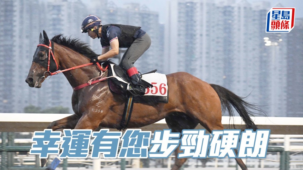 「幸運有您」試來精神奕奕，馬身好飽滿。