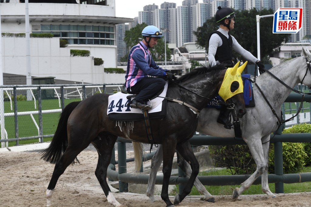 「客家之光」馬身保持壯健，長在勇境朝氣旺盛。