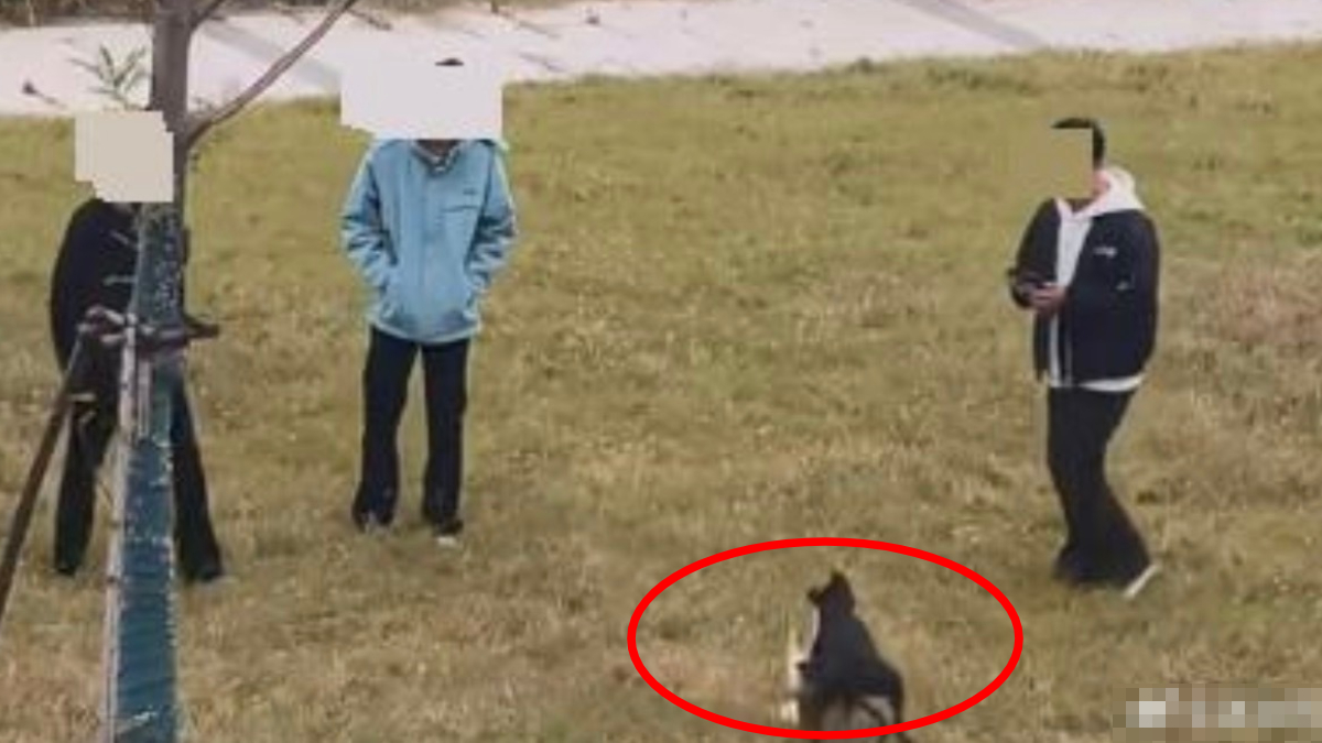 殘忍片熱傳︱3男掟貓放狗撲咬 公安通報:未成年人測試捕獵能力 殘忍片熱傳︱3男掟貓放狗撲咬 公安通報:未成年人測試捕獵能力