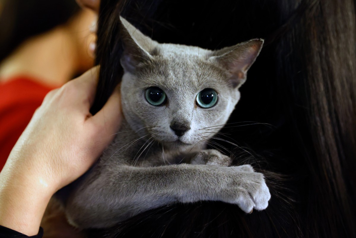 日本新藥AIM證實有效治癒貓腎病 東京藥廠申請生產銷售