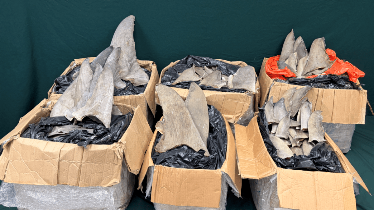 海關截查巴拿馬抵港貨物 檢獲28萬元受管制乾魚翅