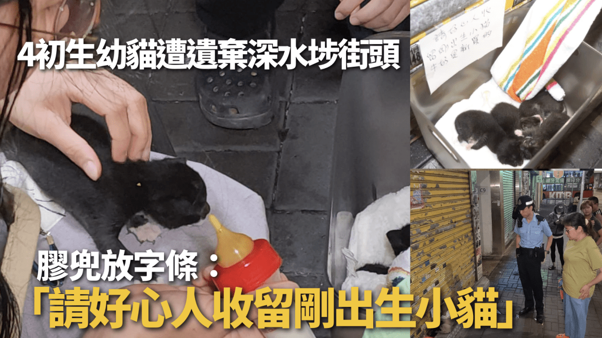 4初生幼貓遭遺棄深水埗街頭 膠兜放「請好心人收留」紙條 警列殘酷對待動物