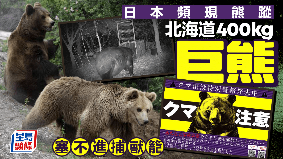 遊日注意| 北海道400公斤巨熊出沒新潟黑熊突闖公司5員工倉皇逃命