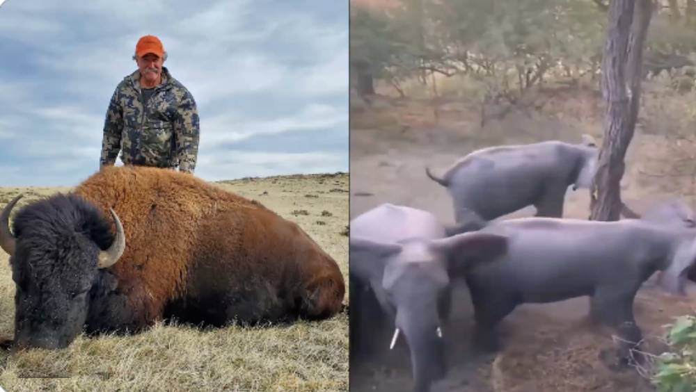 美酒莊大亨非洲狩獵 慘遭5頭大象踩斃