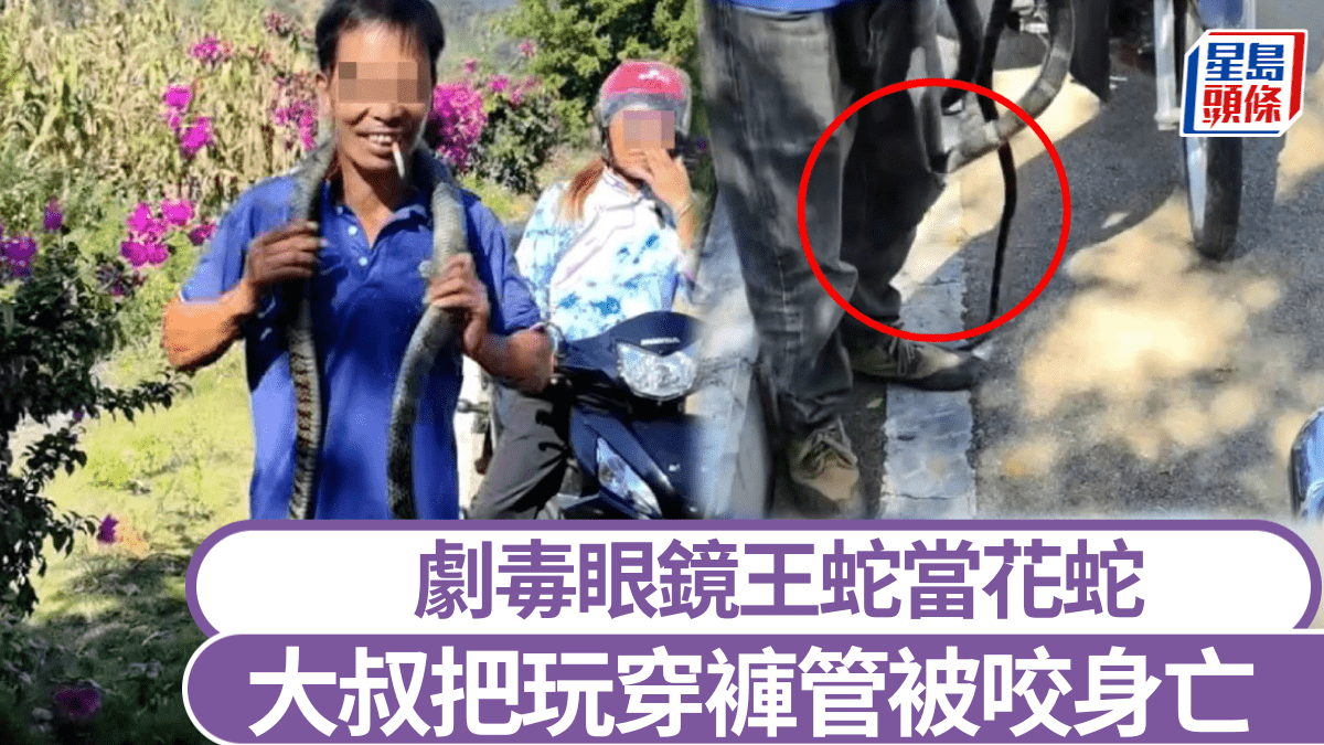 大叔把玩「無毒花蛇」穿褲管身亡 被揭劇毒眼鏡王蛇奪命|有片