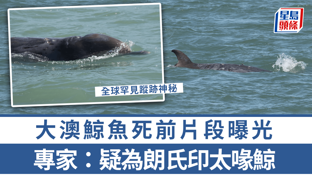 大澳鯨魚擱淺｜專家估計為朗氏印太喙鯨全球罕見蹤跡神秘