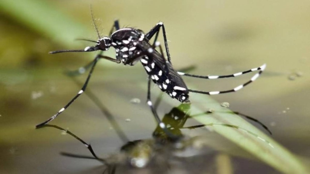 基孔肯雅熱︱廣東江門一周增2238個案 中秋國慶臨近致風險續增 基孔肯雅熱︱廣東江門一周增2238個案 中秋國慶臨近致風險續增