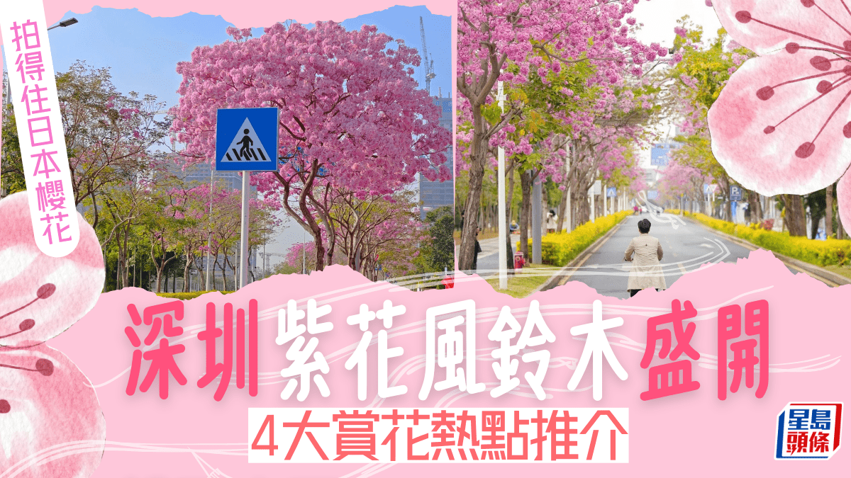 深圳紫花風鈴木盛開！4大賞花熱點推介粉紅花海拍得住日本櫻花！附地址+交通
