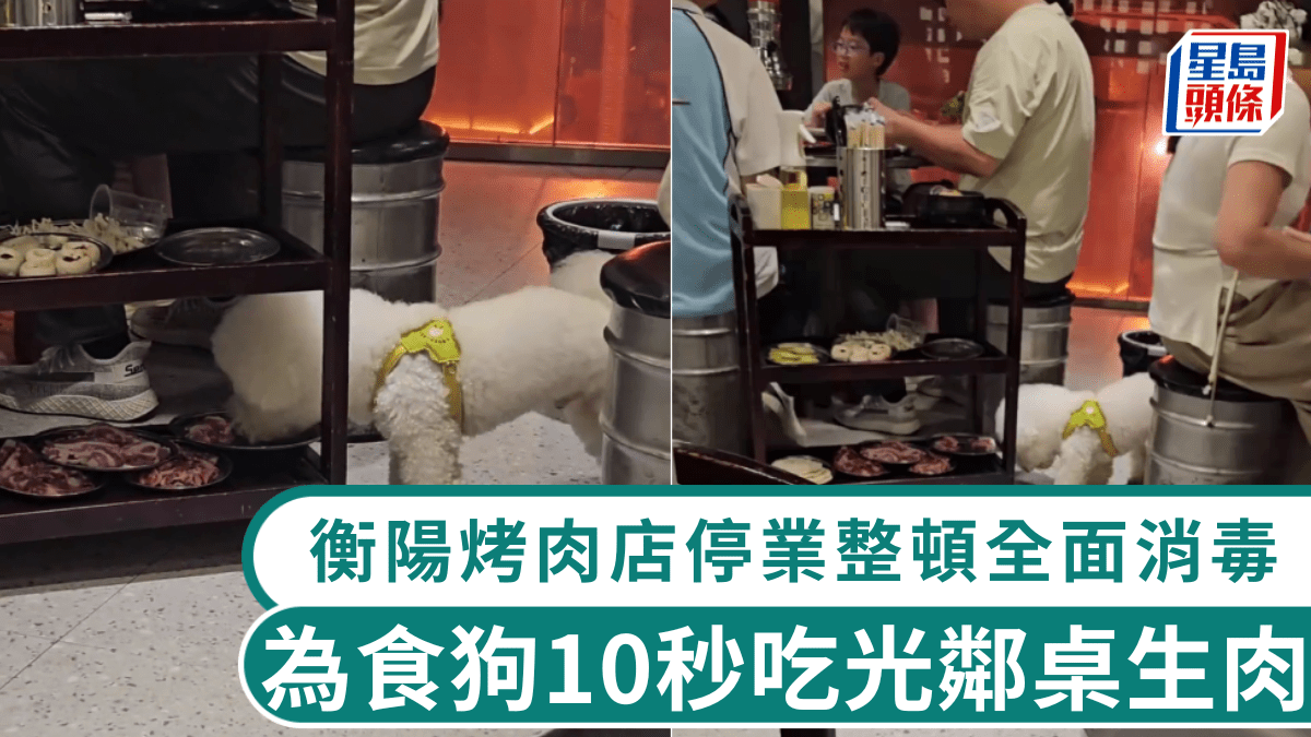 寵物犬掙脫狗帶10秒吃光鄰桌生肉 衡陽烤肉店停業整頓全面消毒